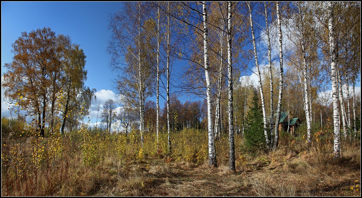 photo "on the edge of the forest" tags: landscape, panoramic, autumn
