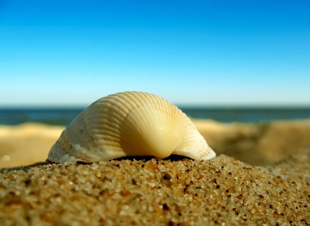 photo "***" tags: macro and close-up, landscape, 