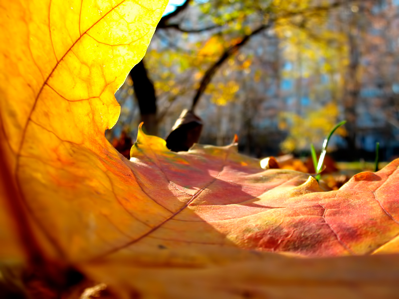 photo "***" tags: macro and close-up, nature, 