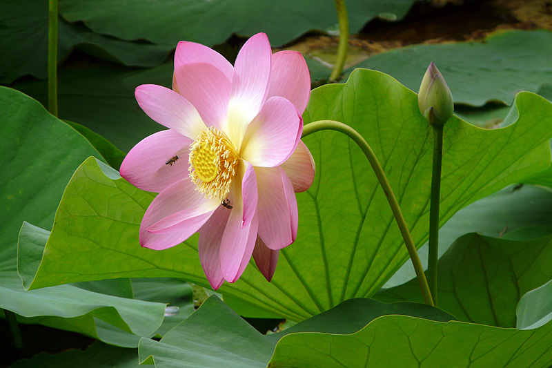 photo "Sweet pink / Сладкая гвоздика" tags: nature, macro and close-up, flowers, lake, lotus