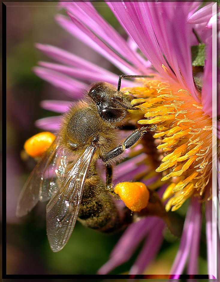Пчела питается пыльцой. Пыльца и нектар. Пчела с нектаром. Шмель с нектаром. Шмель в пыльце.