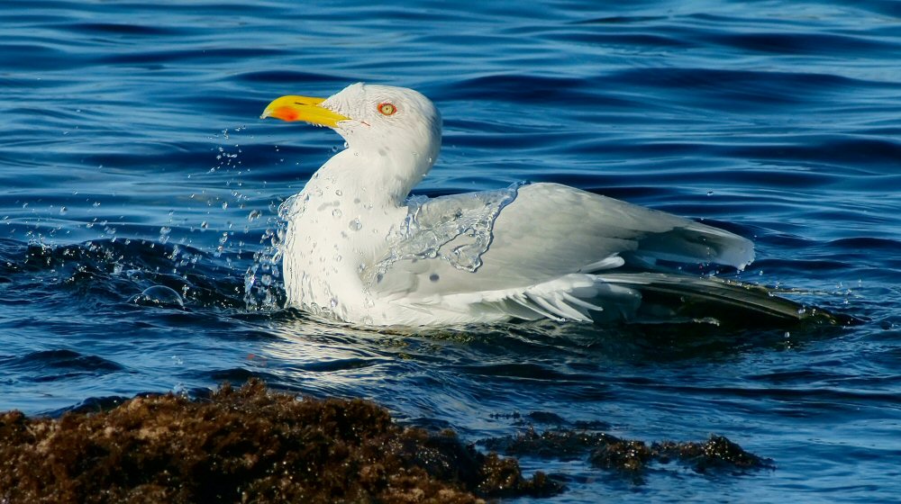 photo "Continuation of the swimming season" tags: nature, landscape, water, wild animals