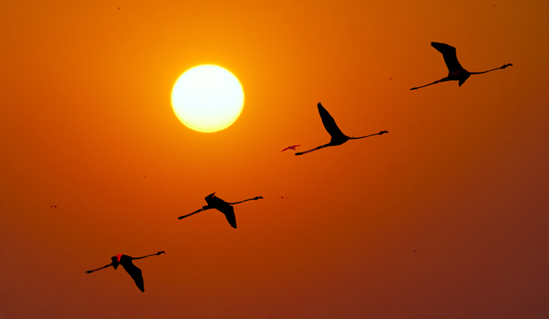 photo "ESTUARY SUNSET" tags: landscape, nature, sunset, wild animals