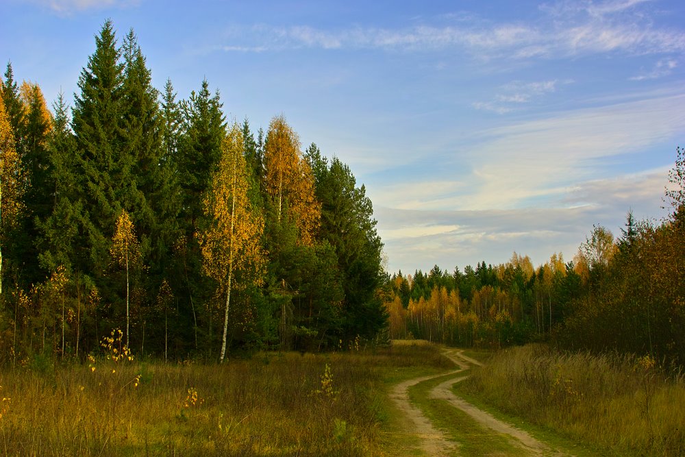 фото "по лесной дороге" метки: пейзаж, осень