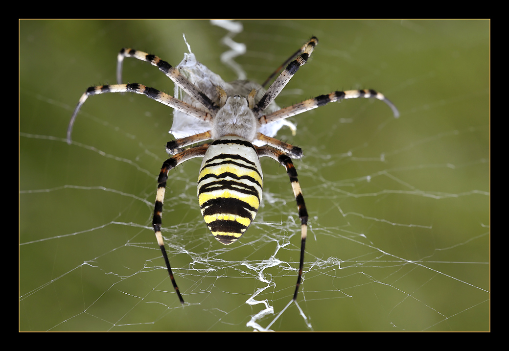 photo "Friendly your's" tags: nature, macro and close-up, insect