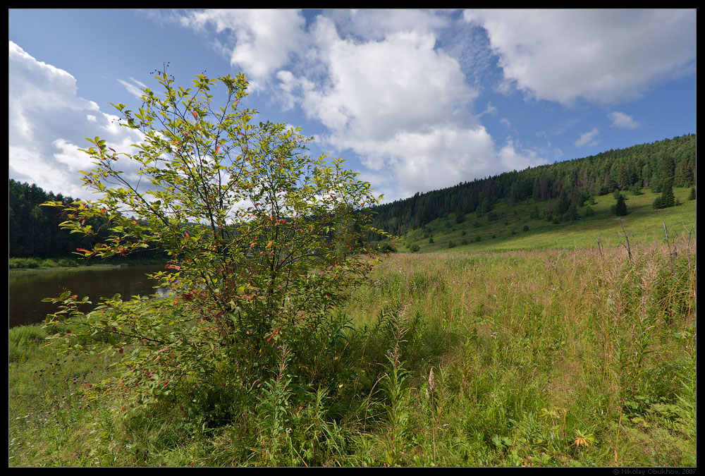 photo "Bird Cherry Tree / 0177_0195" tags: landscape, summer