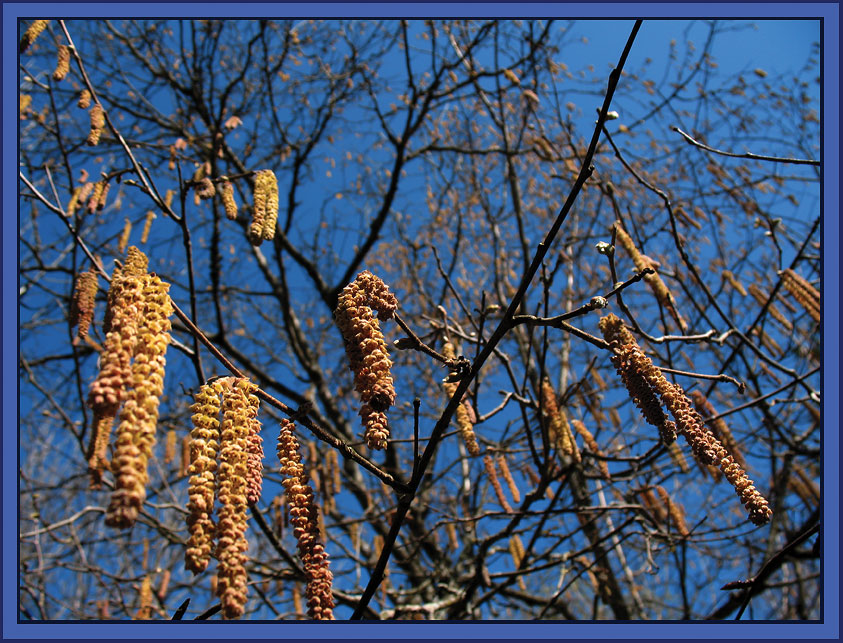 фото "spring is coming" метки: пейзаж, весна, лес