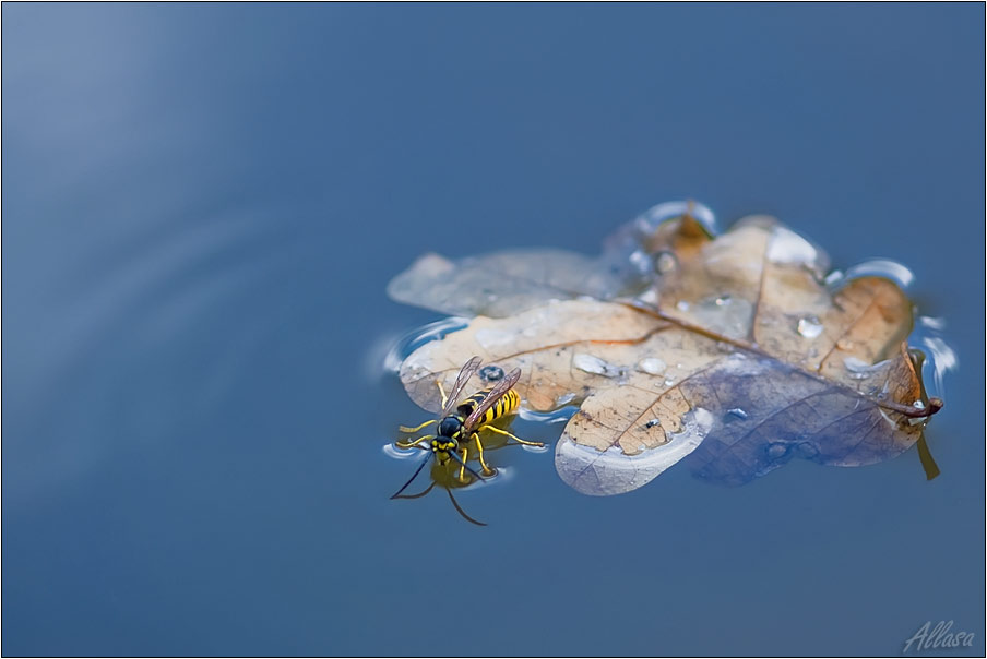 photo "***" tags: nature, insect