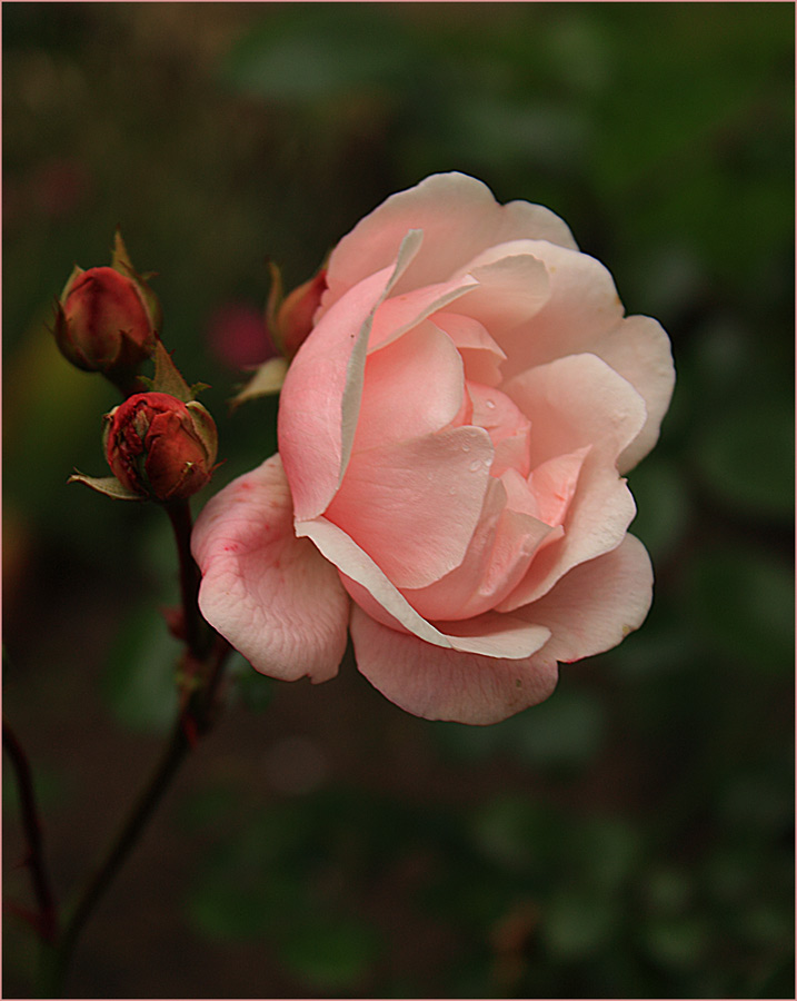 photo "***" tags: nature, flowers