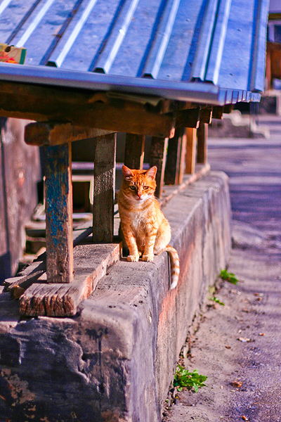 photo "Japanese cat" tags: nature, city, pets/farm animals