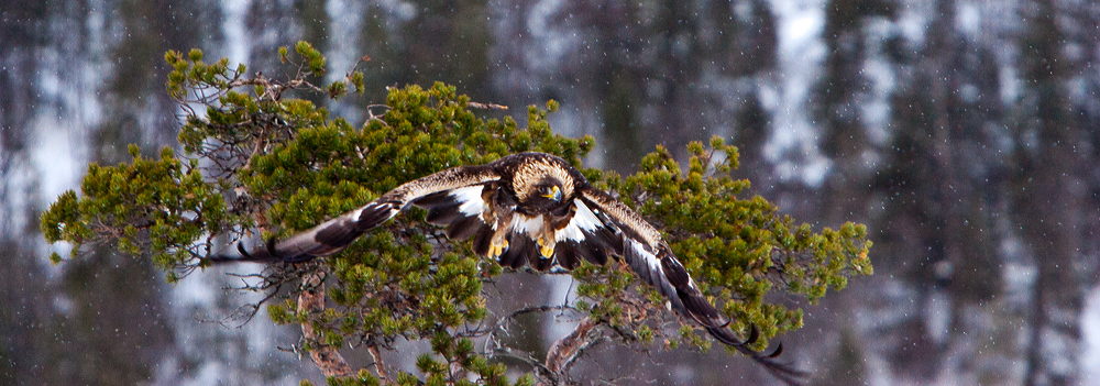 photo "Eagle" tags: nature, wild animals