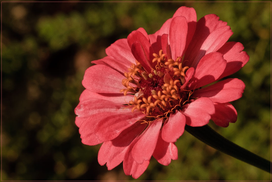 photo "***" tags: nature, flowers