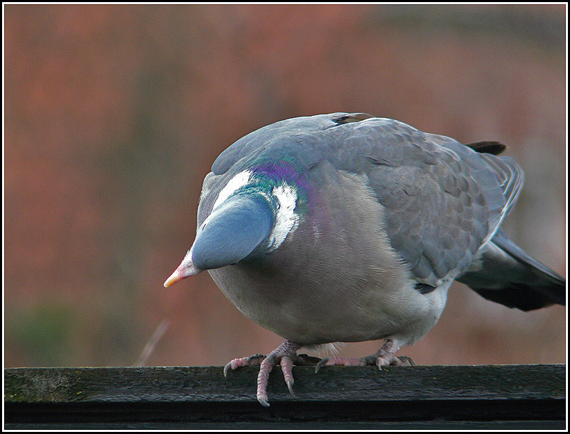 photo "What ?" tags: nature, wild animals