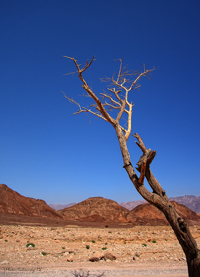 фото "Sketches of the Desert" метки: пейзаж, природа, 