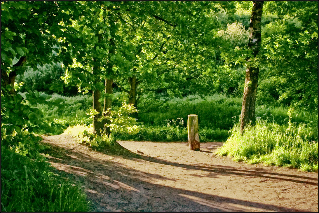 photo "***" tags: landscape, forest, summer