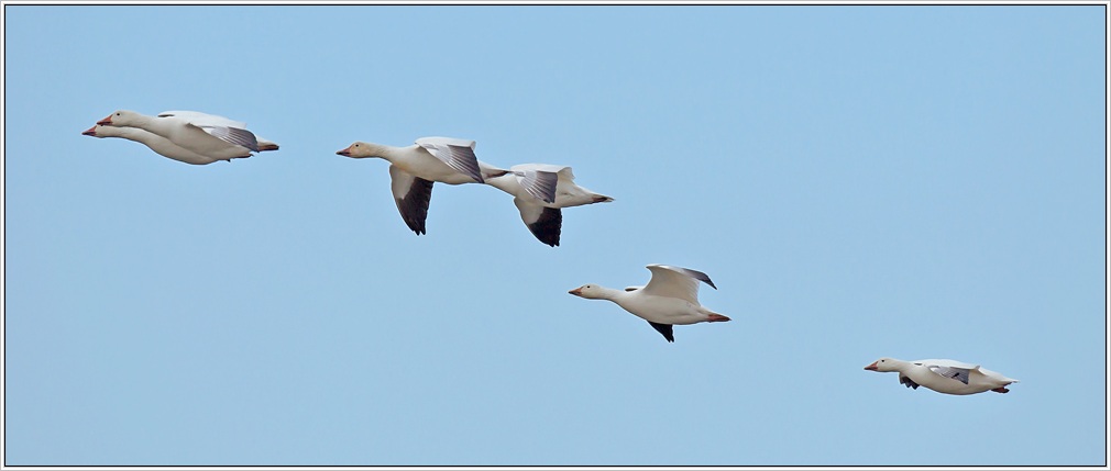 photo "White Geese" tags: , 