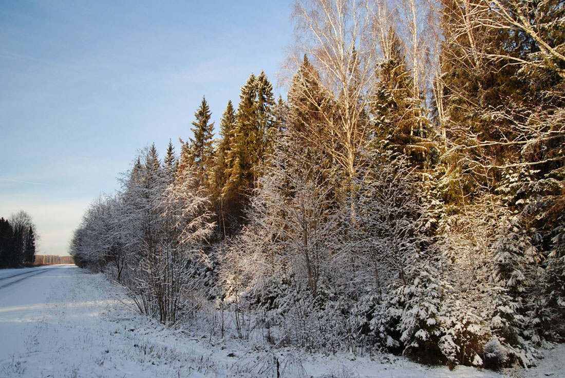 photo "***" tags: landscape, forest