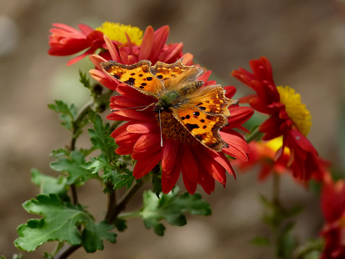 photo "Углокрыльница с-белое" tags: nature, insect