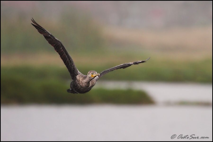 photo "***" tags: nature, wild animals