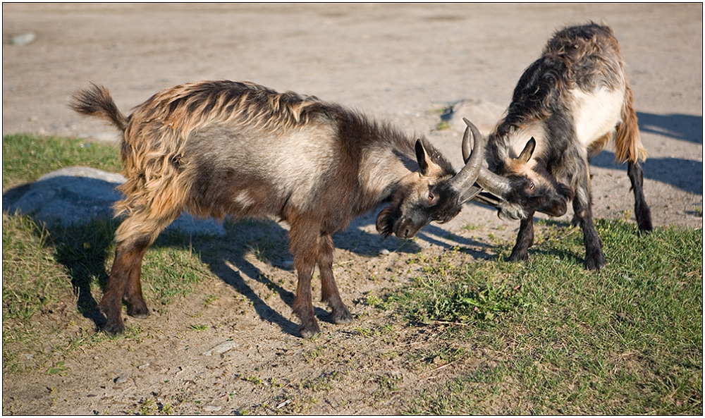 photo "Duel" tags: genre, nature, pets/farm animals