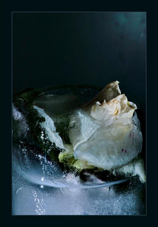 фото ".... и лёд" метки: натюрморт, природа, цветы