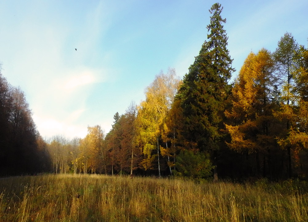 photo "***" tags: landscape, autumn, forest