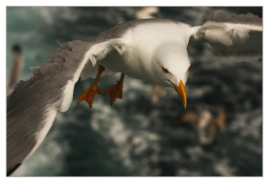 photo "Over The Sea" tags: nature, wild animals