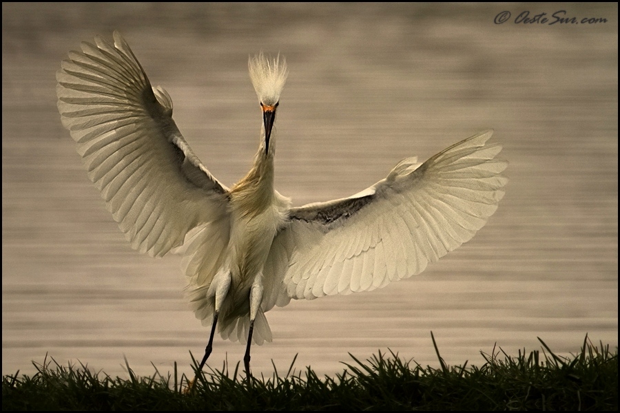 photo "X" tags: nature, wild animals