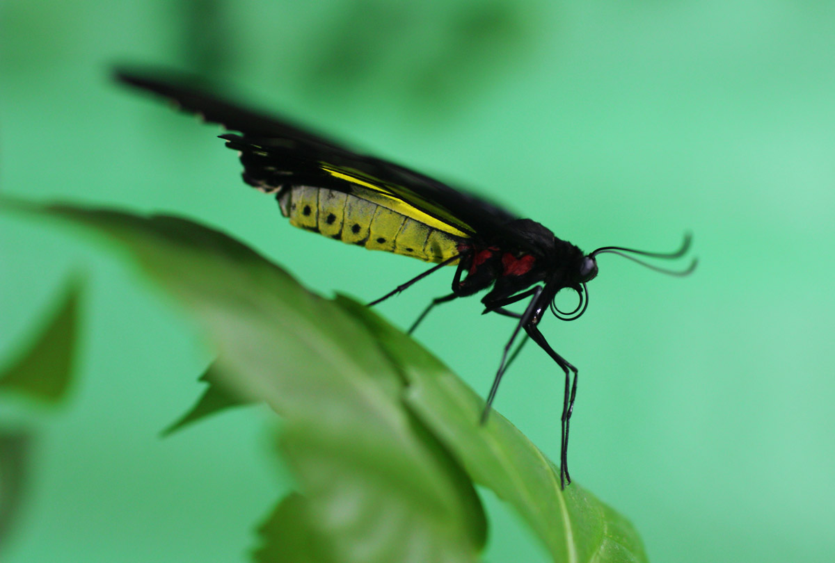 photo "butterfly" tags: nature, macro and close-up, insect