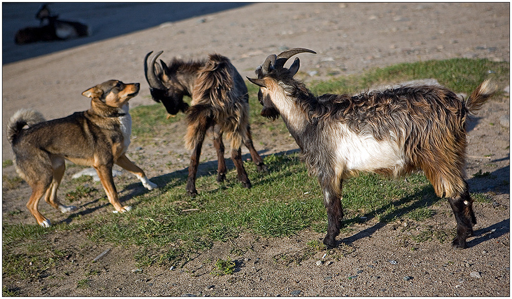 photo "And for a goat you will answer . . ." tags: genre, nature, pets/farm animals