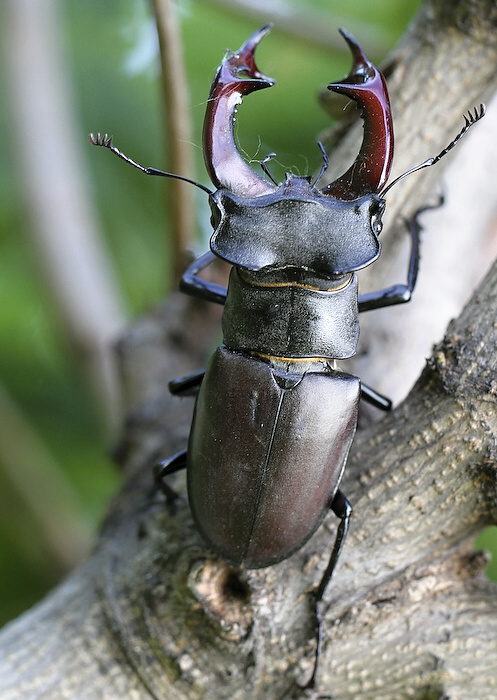 photo "***" tags: nature, insect