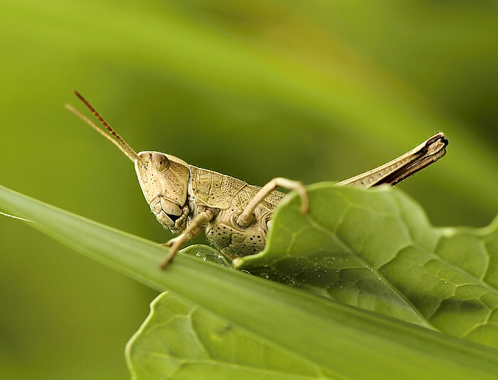 photo "***" tags: nature, insect