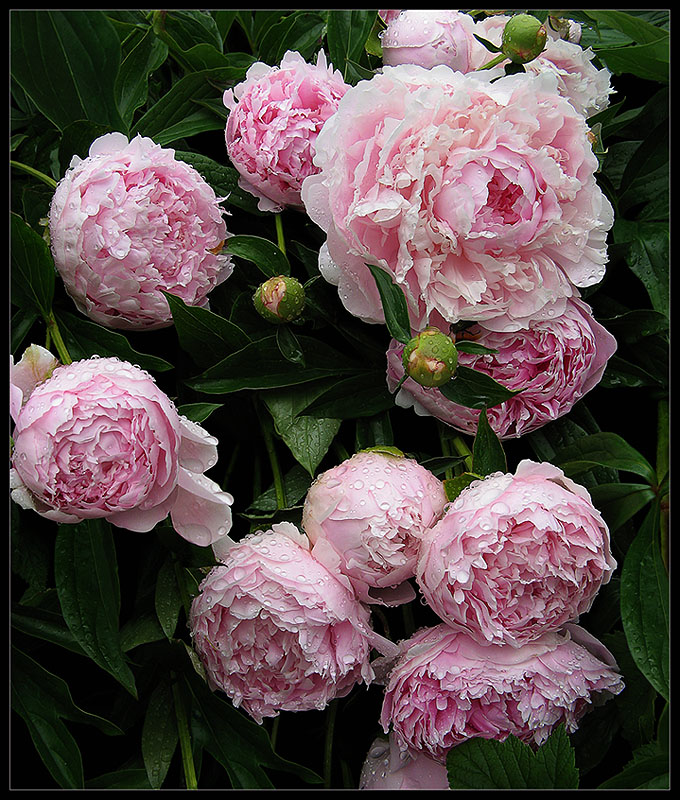photo "June. Peonies  (Paeonia)" tags: nature, flowers