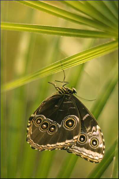 photo "***" tags: nature, insect