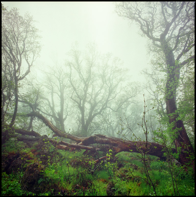 photo "***" tags: landscape, forest, spring