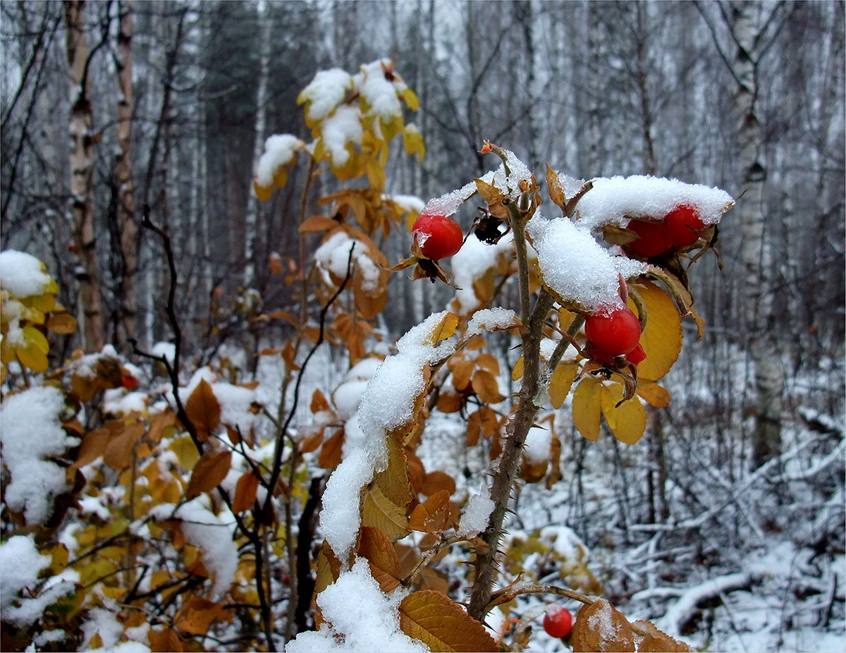 photo "***" tags: nature, landscape, flowers, winter