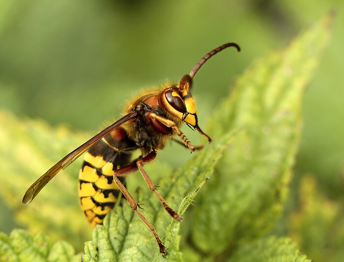 photo "***" tags: nature, insect