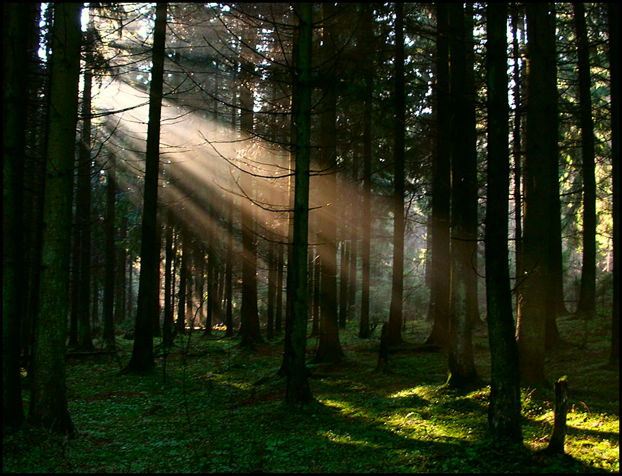 photo "Projector" tags: landscape, autumn, forest