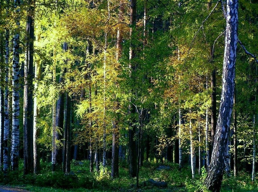 фото "осенние мотивы" метки: пейзаж, лес