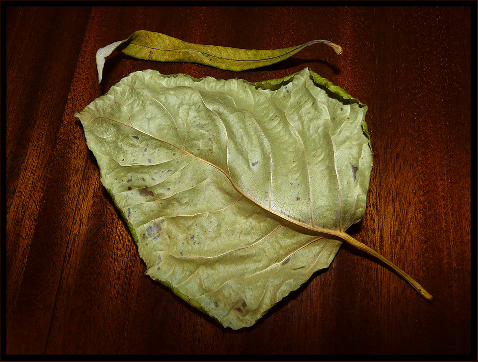 photo "withered leaves" tags: macro and close-up, still life, 