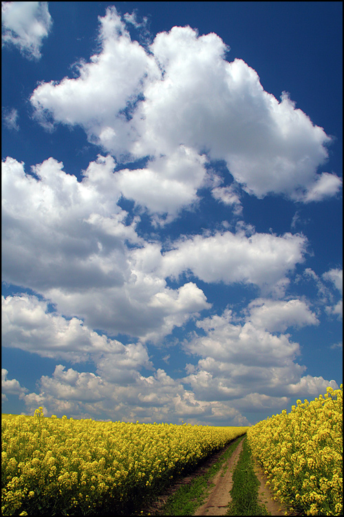 photo "Spring clouds / Весенние облака" tags: landscape, clouds, colza, field, sky, summer