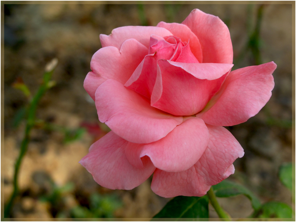 photo "***" tags: nature, flowers