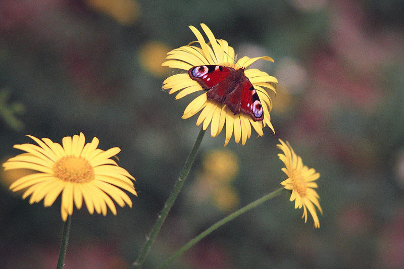 photo "***" tags: nature, insect