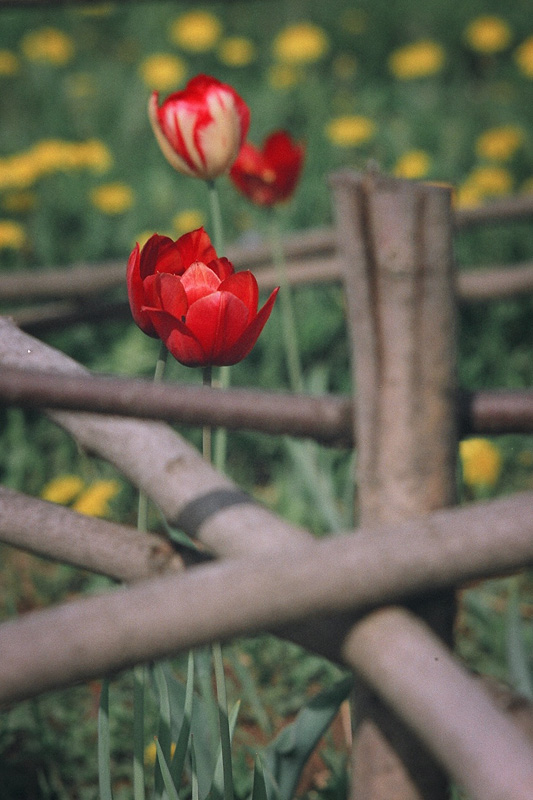 фото "Лето" метки: природа, цветы