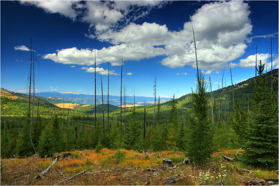 photo "Kaleidoscope" tags: landscape, travel, forest