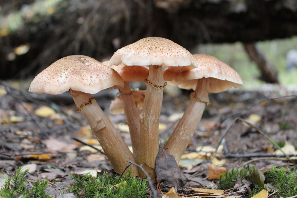 photo "Mushrooms. Five Graces. Hydra." tags: nature, landscape, autumn