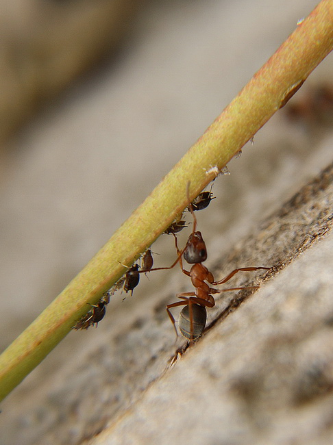 photo "Shepherd" tags: nature, insect