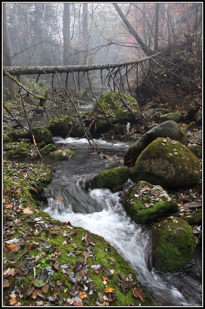 photo "***" tags: landscape, autumn, forest