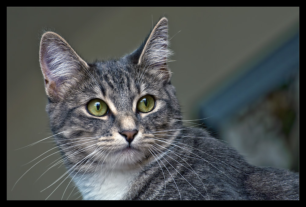 photo "Prelude to conflict" tags: nature, pets/farm animals