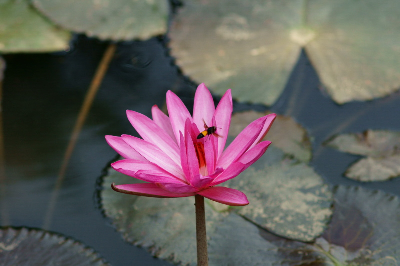 photo "Water lotus" tags: landscape, nature, autumn, flowers